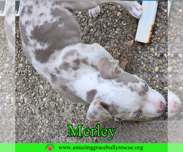 Medium Photo #7 American Bulldog-Unknown Mix Puppy For Sale in Milton, FL, USA