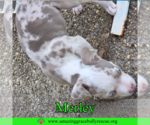 Small #6 American Bulldog Mix