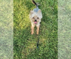 Father of the Yorkshire Terrier puppies born on 04/26/2025