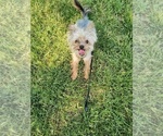 Small Photo #1 Yorkshire Terrier Puppy For Sale in CLEVELAND, OH, USA