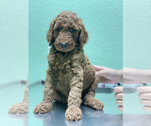 Goldendoodle-Poodle (Standard) Mix Puppy for Sale in SAN ANTONIO, Texas USA