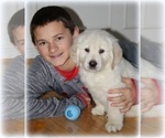 Small Photo #9 English Cream Golden Retriever Puppy For Sale in PRINCETON, WV, USA