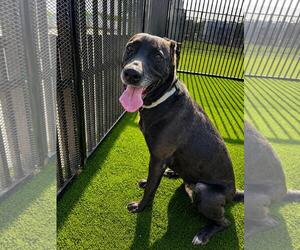 Stormy-$75 Adoption Fee! Diamond Dog! - Female Labrador Retriever-Unknown Mix Dog for Adoption - Photo #23