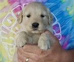 Puppy Pikes Green Golden Retriever