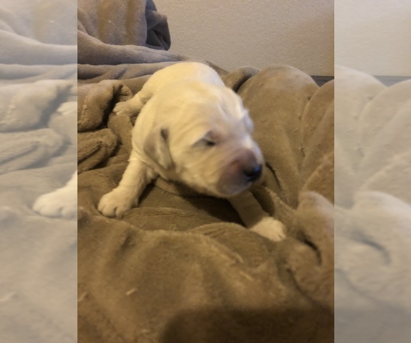Medium Photo #3 Goldendoodle Puppy For Sale in KILLEEN, TX, USA