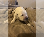 Small Photo #3 Goldendoodle Puppy For Sale in KILLEEN, TX, USA