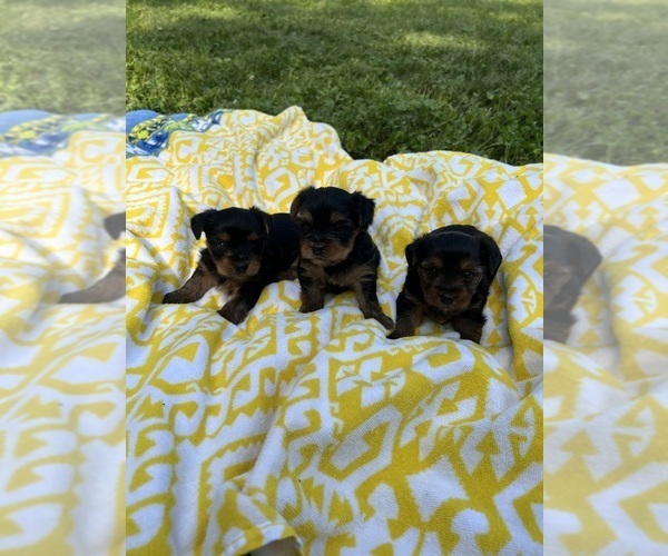 Medium Photo #4 Yorkshire Terrier Puppy For Sale in DES PLAINES, IL, USA