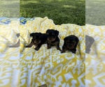 Small #3 Yorkshire Terrier