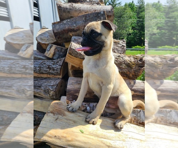 Medium Photo #3 Pug Puppy For Sale in LYNDON CENTER, VT, USA