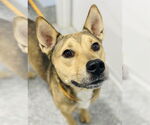 Small German Shepherd Dog Mix