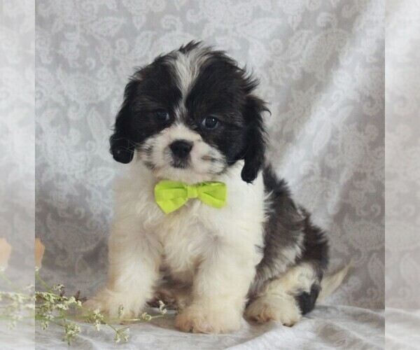 Medium Photo #4 Cava-Tzu Puppy For Sale in GORDONVILLE, PA, USA
