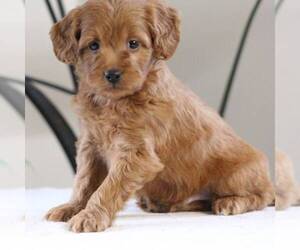 Goldendoodle-Poodle (Miniature) Mix Puppy for sale in AUGUSTA, WV, USA
