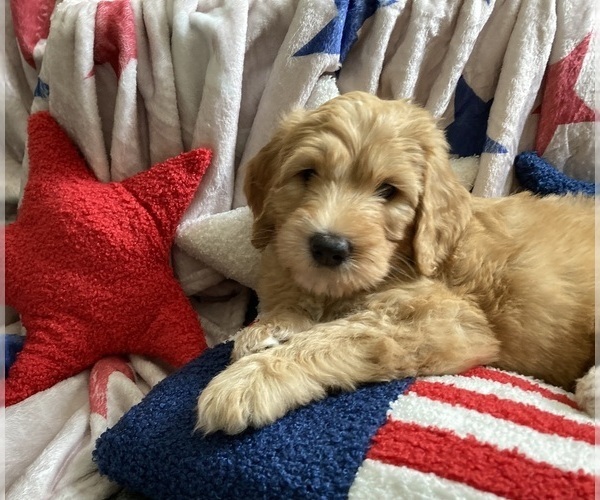 Medium Photo #1 Australian Labradoodle-Bernedoodle Mix Puppy For Sale in ATWATER, CA, USA
