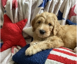 Australian Labradoodle-Bernedoodle Mix Puppy for sale in ATWATER, CA, USA