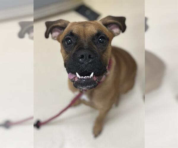 Medium Photo #1 Boxer-Unknown Mix Puppy For Sale in Center Township, PA, USA