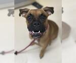 Small Boxer Mix