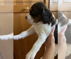 Medium English Springer Spaniel