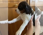 Puppy Suzie English Springer Spaniel
