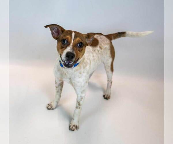 Medium Photo #3 Jack Russell Terrier-Unknown Mix Puppy For Sale in Kennesaw, GA, USA