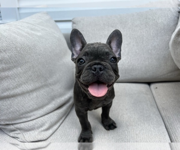 Medium Photo #5 French Bulldog Puppy For Sale in BROOKLYN, NY, USA