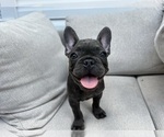 Small #4 French Bulldog