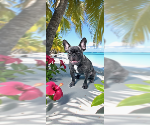 Medium Photo #6 French Bulldog Puppy For Sale in Weston, FL, USA