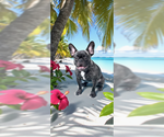 Small #5 French Bulldog