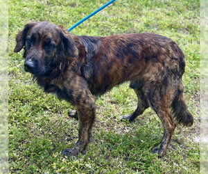 German Shepherd Dog Dogs for adoption in Fort Lauderdale, FL, USA