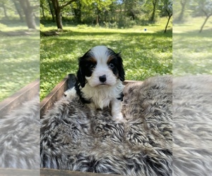 Cavalier King Charles Spaniel Puppy for Sale in LENOIR, North Carolina USA