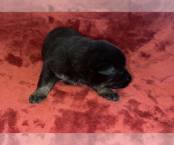 Medium Photo #6 German Shepherd Dog Puppy For Sale in COVENTRY, RI, USA