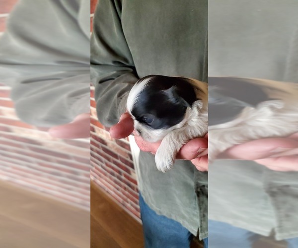 Medium Photo #1 Shih Tzu Puppy For Sale in FORT MORGAN, CO, USA