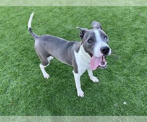 American Staffordshire Terrier-Unknown Mix Dogs for adoption in Grand Prairie, TX, USA