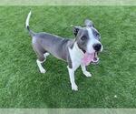 Small American Staffordshire Terrier Mix