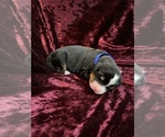 Small Photo #7 Bernese Mountain Dog Puppy For Sale in GREEN FOREST, AR, USA