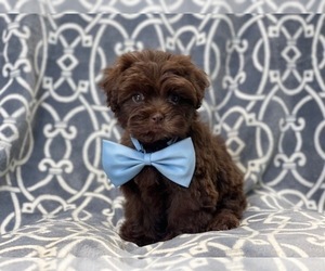 ShihPoo Puppy for sale in LAKELAND, FL, USA