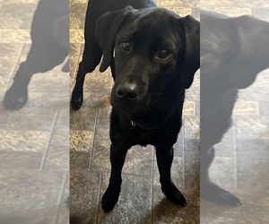 Labrador Retriever Dogs for adoption in CHICKASHA, OK, USA