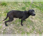 Small Photo #1 Labrador Retriever-Unknown Mix Puppy For Sale in Houston, TX, USA
