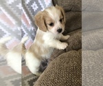 Small Photo #4 Cavachon Puppy For Sale in SILEX, MO, USA