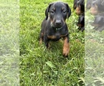 Small #1 Doberman Pinscher