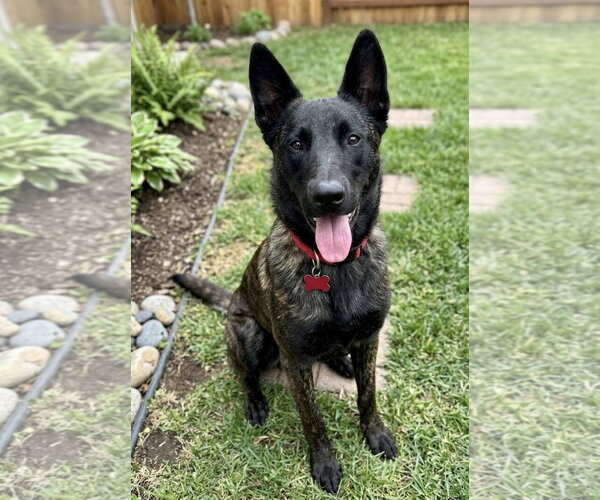 Medium Photo #1 Holland Shepherd-Unknown Mix Puppy For Sale in Newport Beach, CA, USA
