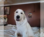 Small #5 Great Pyrenees