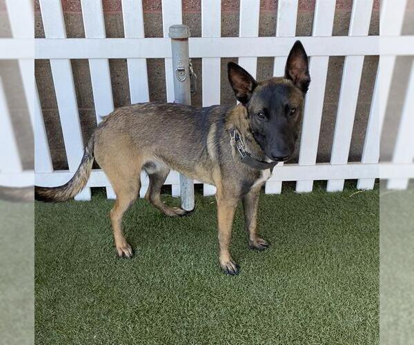 Medium Photo #1 Mutt Puppy For Sale in Modesto, CA, USA