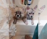 Small Photo #67 Pomsky Puppy For Sale in LOVELAND, CO, USA