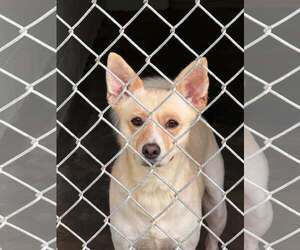 Carolina Dog Dogs for adoption in Shillington, PA, USA