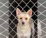 Homer - Female Carolina Dog Dog for Adoption - Small photo