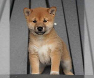 Shiba Inu Puppy for sale in FREDERICKSBG, OH, USA