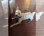Small #2 Shiba Inu Mix