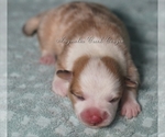 Small Photo #4 Pembroke Welsh Corgi Puppy For Sale in ANDALUSIA, AL, USA