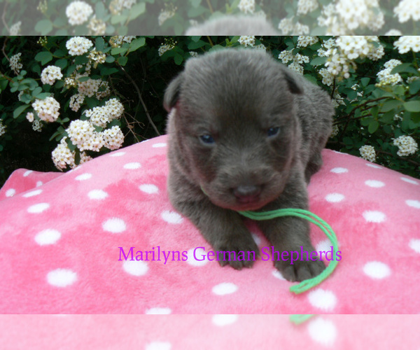 Medium Photo #3 German Shepherd Dog Puppy For Sale in PIEDMONT, MO, USA