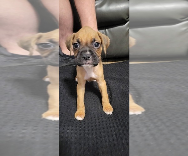 Medium Photo #9 Boxer Puppy For Sale in VICTORIA, TX, USA